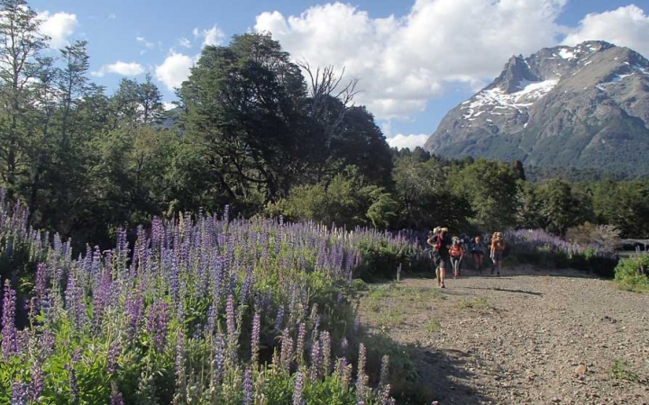 Purple flowers frame a sandy walking path with people on it. In the background, there is a tall mountain. 